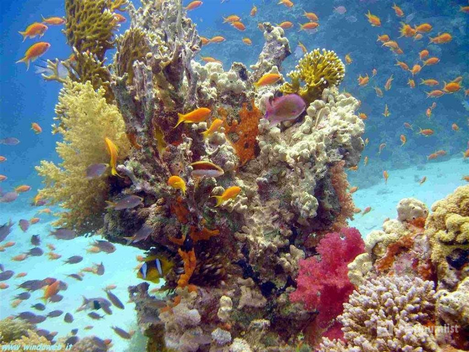 Half-day Snorkeling Boat trip with lunch and drinks from Sharm El Sheikh in Sharm El Sheikh: Gallery Photo zgkp4y Half-day Snorkeling Boat trip with lunch and drinks from Sharm El Sheikh in Sharm El Sheikh: Gallery Photo zgkp4y