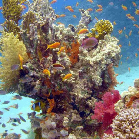 zgkp4y استديو الصور :شرم الشيخ في من شرم الشيخ: رحلة غطس بالقارب لمدة نصف يوم مع غداء ومشروبات