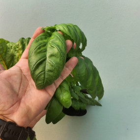 Photo from تذاكر دخول مزرعة يتي in مسقط: Gallery Photo n6br1w