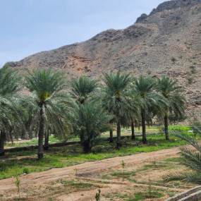 Photo from تذاكر دخول مزرعة يتي in مسقط: Gallery Photo z7yedd