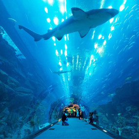 Photo from Dubai Aquarium & Underwater Zoo - Ultimate Experience in Dubai: Gallery Photo n08wbq
