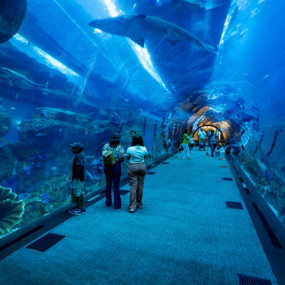 Photo from Dubai Aquarium & Underwater Zoo - Ultimate Experience in Dubai: Gallery Photo 3pe50e