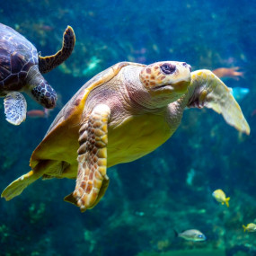 Photo from Dubai Aquarium & Underwater Zoo - Platinum in Dubai: Gallery Photo 3x8omk