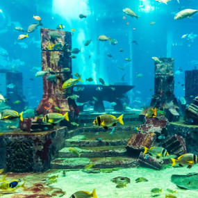 Photo from Dubai Aquarium & Underwater Zoo - Platinum in Dubai: Gallery Photo 3qb694