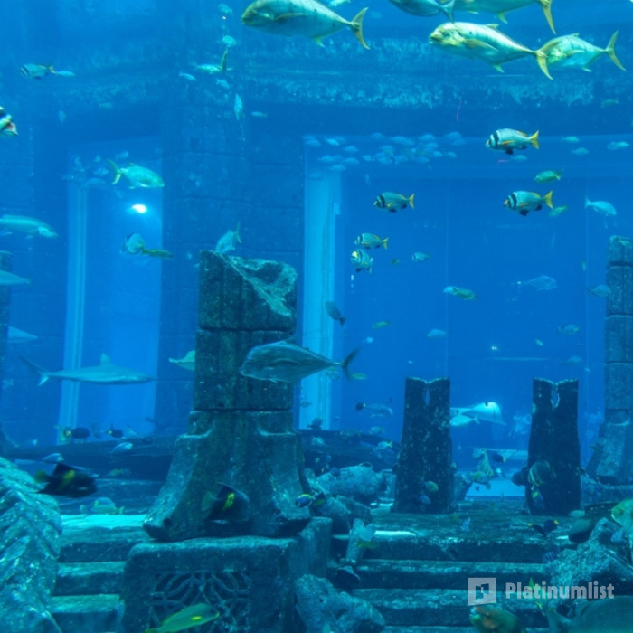 3y5jm4 استديو الصور :دبي في تذاكر الدخول الشاملة - دبي أكواريوم وحديقة الحيوانات المائية