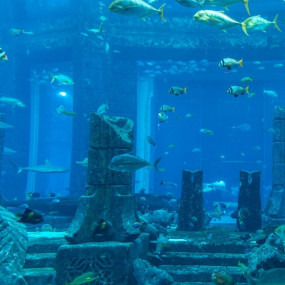 Photo from Dubai Aquarium & Underwater Zoo - Platinum in Dubai: Gallery Photo 3y5jm4