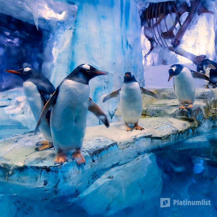 nk5j9q استديو الصور :دبي في تذاكر الدخول الشاملة - دبي أكواريوم وحديقة الحيوانات المائية