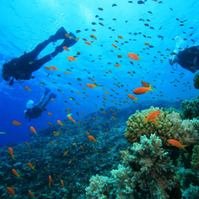 Photo from Scuba Diving Tour in Antalya: Gallery Photo 3r5b55