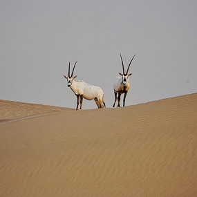Dubai: Morning Heritage Safari by Vintage G-Class & Al Marmoom Oasis in Dubai: Gallery Photo z7ypbk