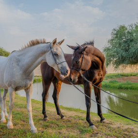 Photo from Sunset Horse Riding at Al Marmoom Oasis with a 6-Course Bedouin Dinner in Dubai: Gallery Photo 3y5xpb