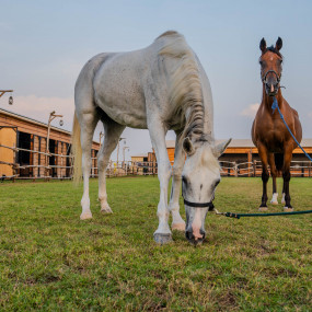 Photo from Sunset Horse Riding at Al Marmoom Oasis with a 6-Course Bedouin Dinner in Dubai: Gallery Photo nk5vwv