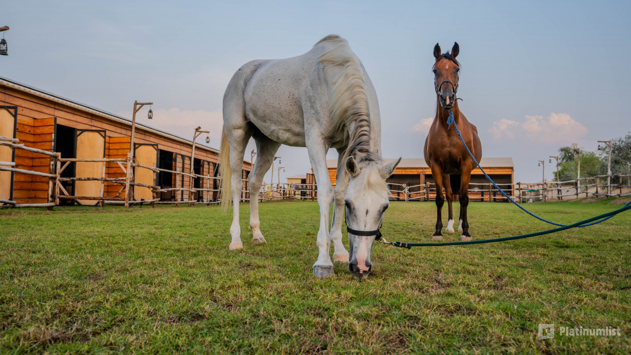 nk5vwv استديو الصور :دبي في تجربة ركوب الخيل عند غروب الشمس في واحة المرموم مع عشاء بطابع بدوي من 6 أطباق nk5vwv استديو الصور :دبي في تجربة ركوب الخيل عند غروب الشمس في واحة المرموم مع عشاء بطابع بدوي من 6 أطباق