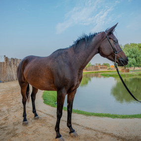 Photo from Sunset Horse Riding at Al Marmoom Oasis with a 6-Course Bedouin Dinner in Dubai: Gallery Photo 35dpom