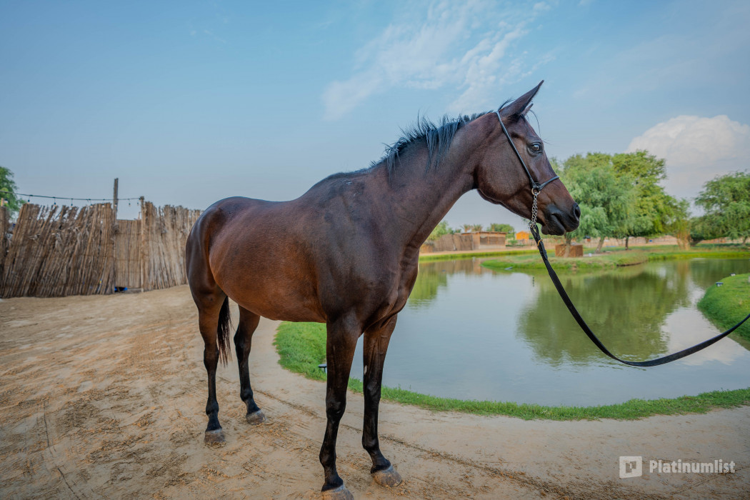 35dpom استديو الصور :دبي في تجربة ركوب الخيل عند غروب الشمس في واحة المرموم مع عشاء بطابع بدوي من 6 أطباق 35dpom استديو الصور :دبي في تجربة ركوب الخيل عند غروب الشمس في واحة المرموم مع عشاء بطابع بدوي من 6 أطباق