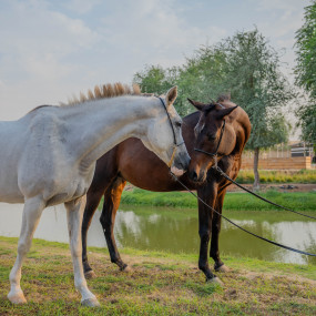 Photo from Sunset Horse Riding at Al Marmoom Oasis with a 6-Course Bedouin Dinner in Dubai: Gallery Photo n6bgj1