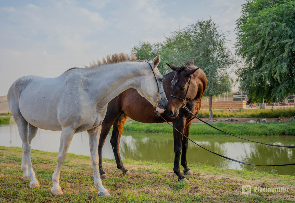 n6bgj1 استديو الصور :دبي في تجربة ركوب الخيل عند غروب الشمس في واحة المرموم مع عشاء بطابع بدوي من 6 أطباق n6bgj1 استديو الصور :دبي في تجربة ركوب الخيل عند غروب الشمس في واحة المرموم مع عشاء بطابع بدوي من 6 أطباق