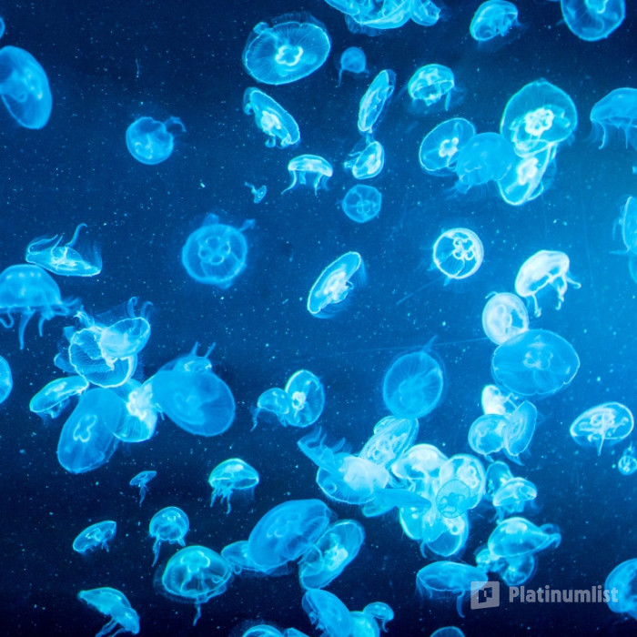 n081ow استديو الصور :مانشستر في SEA LIFE Manchester Entry Ticket