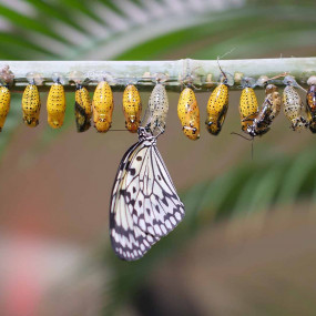 Butterfly Garden in Dubai: Gallery Photo z7yoj8