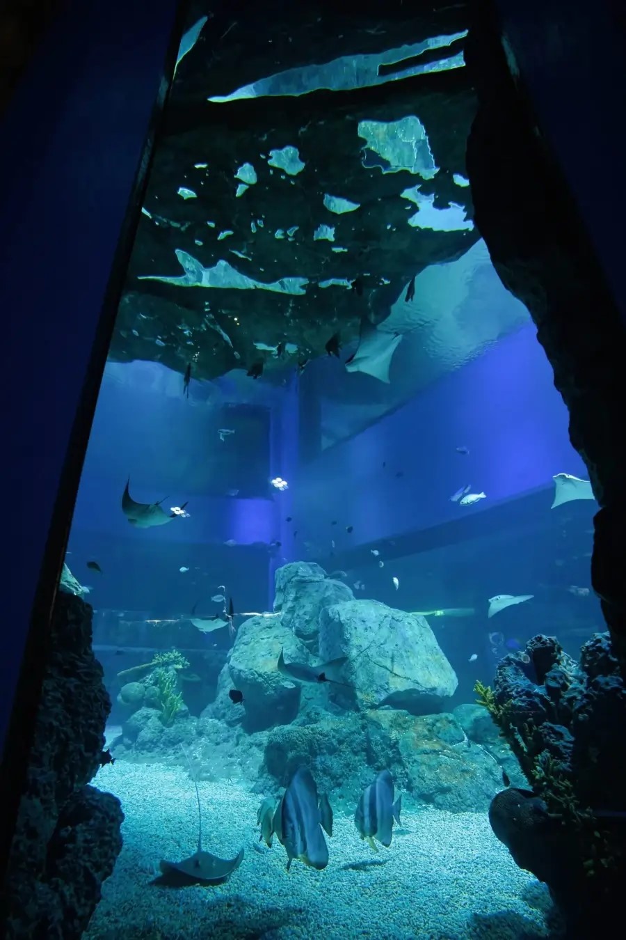 Photo from Marassi Aquarium & Underwater Zoo Tickets in Manama: Gallery Photo 3qbd0e