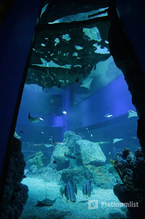 Marassi Aquarium & Underwater Zoo Tickets in Manama: Gallery Photo 3qbd0e