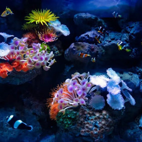 Marassi Aquarium & Underwater Zoo Tickets in Manama: Gallery Photo 3y5x0q