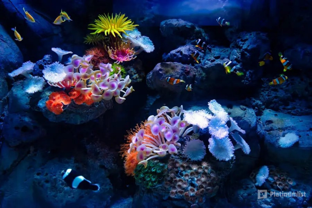 Marassi Aquarium & Underwater Zoo Tickets in Manama: Gallery Photo 3y5x0q
