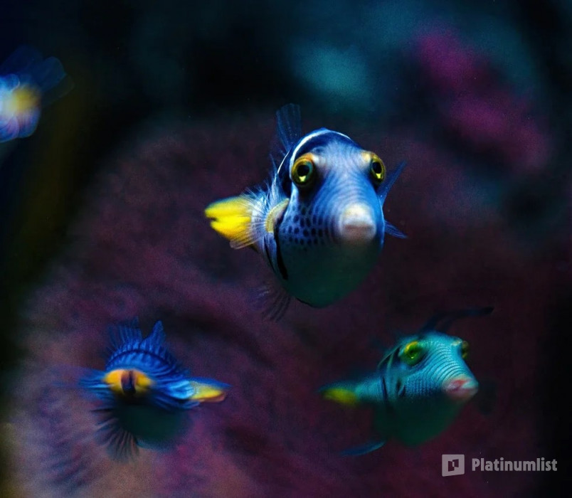 Marassi Aquarium & Underwater Zoo Tickets in Manama: Gallery Photo nk5v10 Marassi Aquarium & Underwater Zoo Tickets in Manama: Gallery Photo nk5v10