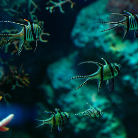 Marassi Aquarium & Underwater Zoo Tickets in Manama: Gallery Photo 35dpe4