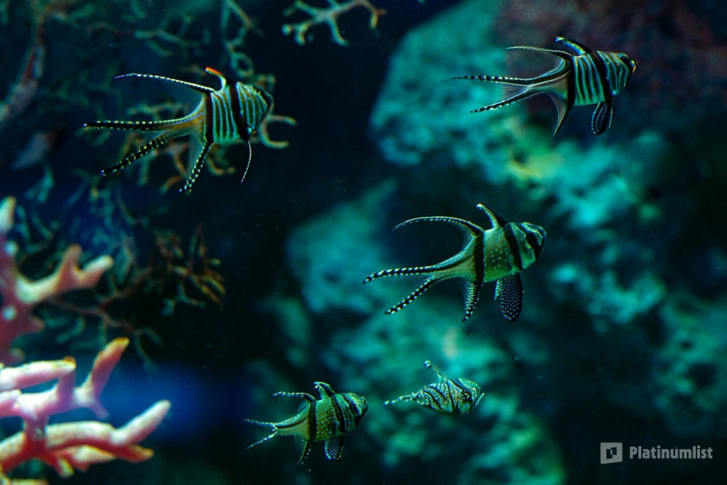 Marassi Aquarium & Underwater Zoo Tickets in Manama: Gallery Photo 35dpe4