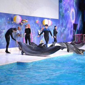 Photo from عروض الدلافين الراقصة والفقمات - دبي دولفيناريوم in دبي: Gallery Photo n6bg7x