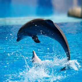 Photo from عروض الدلافين الراقصة والفقمات - دبي دولفيناريوم in دبي: Gallery Photo 3dk80b