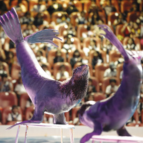 Photo from عروض الدلافين الراقصة والفقمات - دبي دولفيناريوم in دبي: Gallery Photo z7yo7g