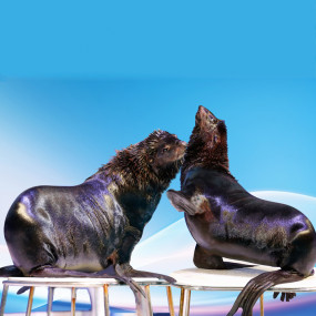 Photo from عروض الدلافين الراقصة والفقمات - دبي دولفيناريوم in دبي: Gallery Photo 3e5p00