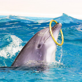 Photo from عروض الدلافين الراقصة والفقمات - دبي دولفيناريوم in دبي: Gallery Photo 34k87b