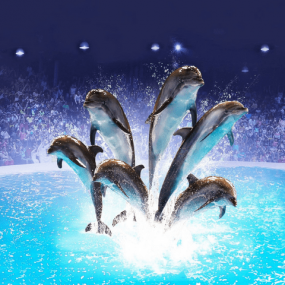Photo from عروض الدلافين الراقصة والفقمات - دبي دولفيناريوم in دبي: Gallery Photo 3b8705