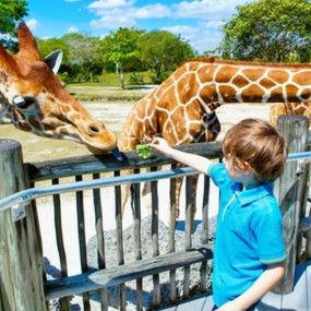 Dubai Safari Park in Dubai: Gallery Photo 3y5x9q Dubai Safari Park in Dubai: Gallery Photo 3y5x9q