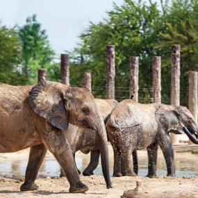 Dubai Safari Park in Dubai: Gallery Photo 35dpb4 Dubai Safari Park in Dubai: Gallery Photo 35dpb4