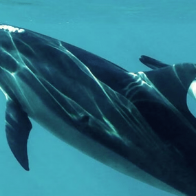 3y5741 استديو الصور :مسقط في تجربة مشاهدة الدلافين والغطس 3y5741 استديو الصور :مسقط في تجربة مشاهدة الدلافين والغطس