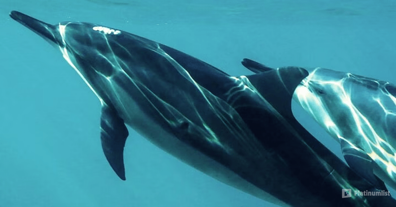 Dolphins Watching & Snorkeling in Muscat: Gallery Photo 3y5741