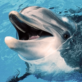 n6bm69 استديو الصور :مسقط في تجربة مشاهدة الدلافين والغطس n6bm69 استديو الصور :مسقط في تجربة مشاهدة الدلافين والغطس