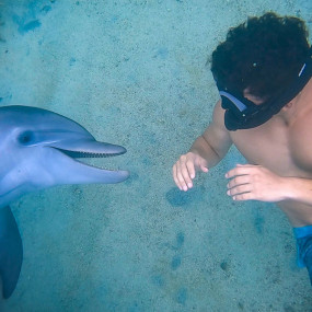 zoojgy استديو الصور :مسقط في تجربة مشاهدة الدلافين والغطس zoojgy استديو الصور :مسقط في تجربة مشاهدة الدلافين والغطس