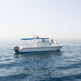 3jk4vy استديو الصور :مسقط في تجربة مشاهدة الدلافين والغطس 3jk4vy استديو الصور :مسقط في تجربة مشاهدة الدلافين والغطس