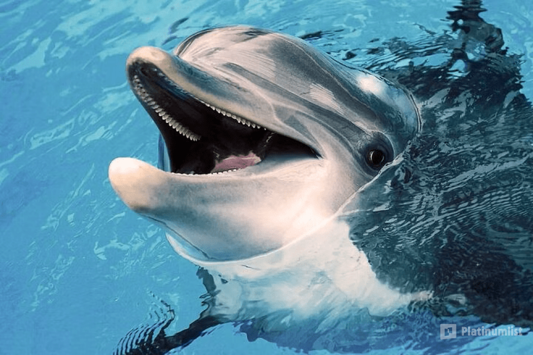 Private group Boating Experience with Dolphins Watching & Snorkeling in Muscat: Gallery Photo 3jk4py Private group Boating Experience with Dolphins Watching & Snorkeling in Muscat: Gallery Photo 3jk4py