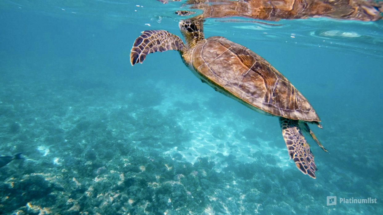 3pex0q استديو الصور :مسقط في جولة جماعية خاصة في جزر الديمانيات