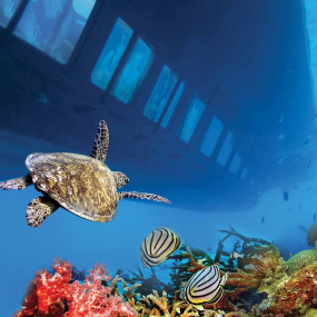 Photo from رحلة غطس في العين السخنة لمدة يوم كامل وغواصة مع خدمة نقل خاصة ذهابًا وإيابًا من القاهرة in القاهرة: Gallery Photo zw51ee