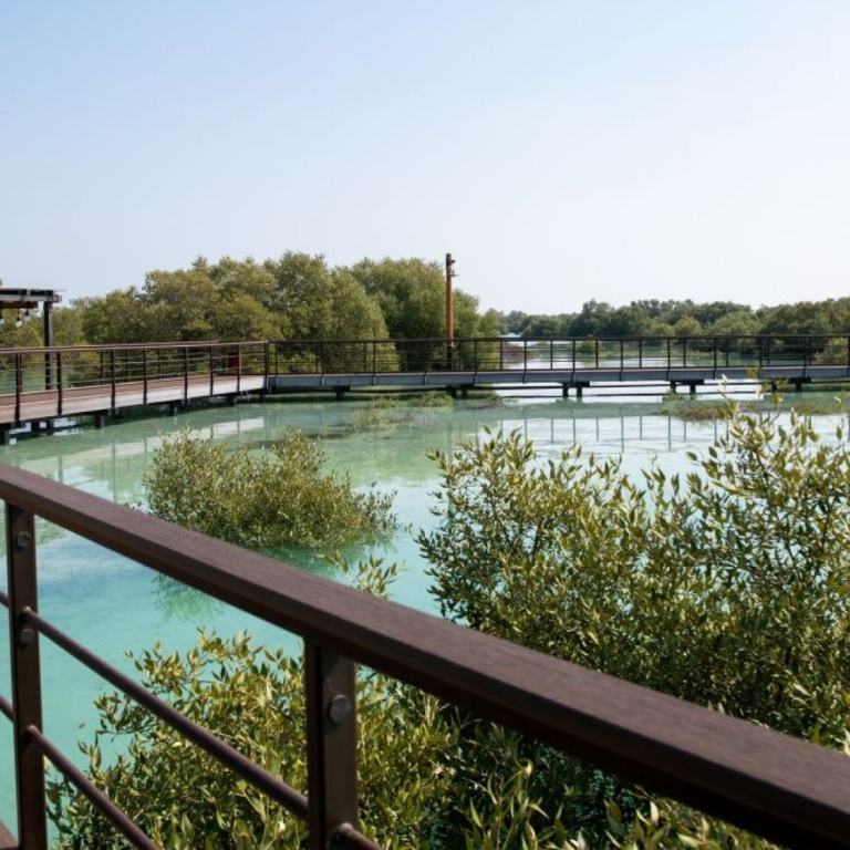 Photo from Jubail Mangrove Park - Boardwalk Experience in Abu Dhabi: Gallery Photo 38v8rq