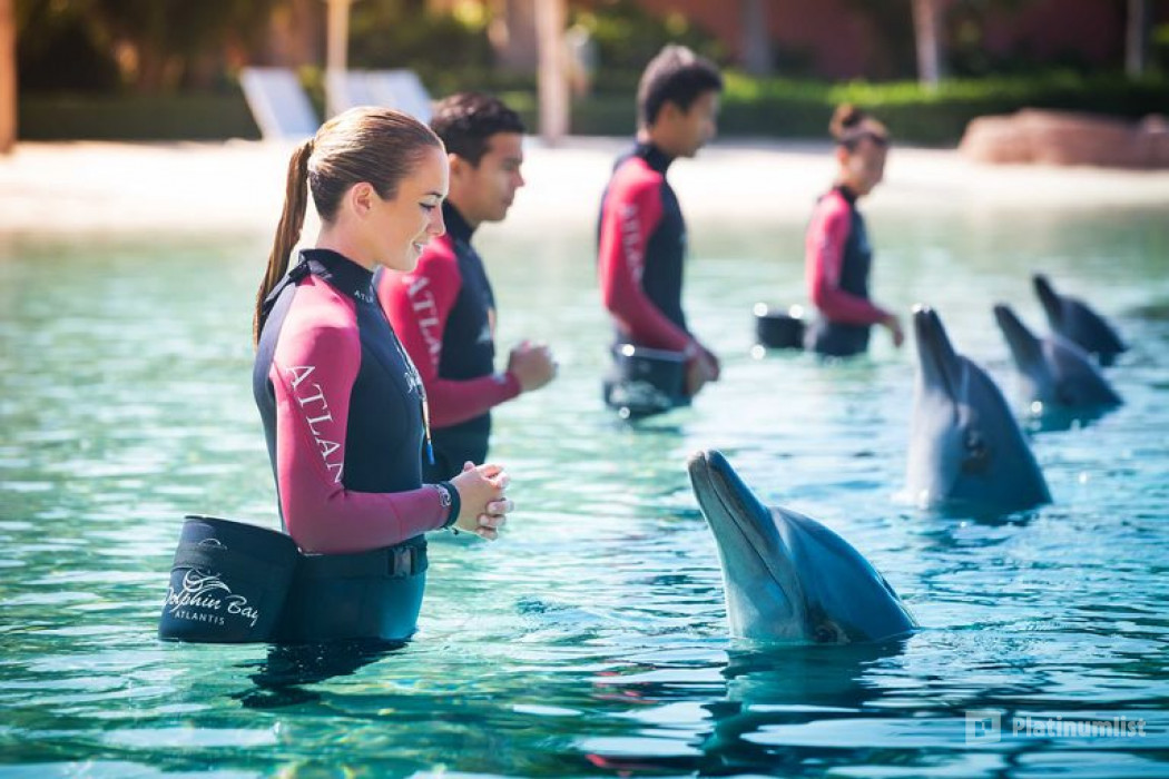 Dolphin Bay Experiences at Atlantis The Palm in Dubai: Gallery Photo 3x8d71