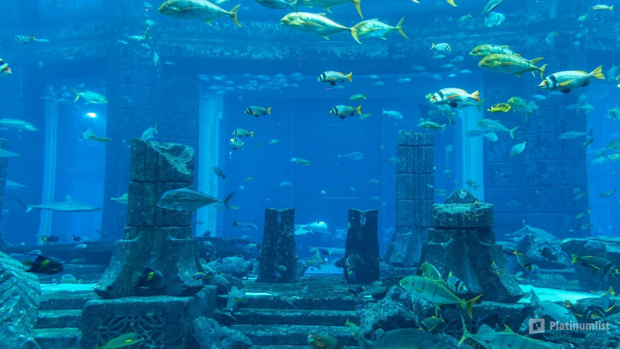 3 Day Hop On Hop Off Ticket with Aquaventure Super Pass and Dhow Cruise in Dubai: Gallery Photo zm4dpp