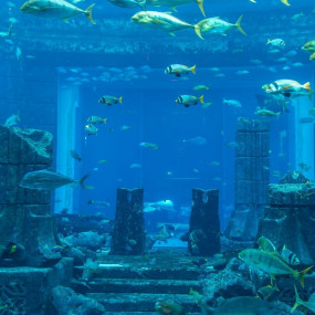 3 Day Hop On Hop Off Ticket with Aquaventure Super Pass and Dhow Cruise in Dubai: Gallery Photo zm4dpp