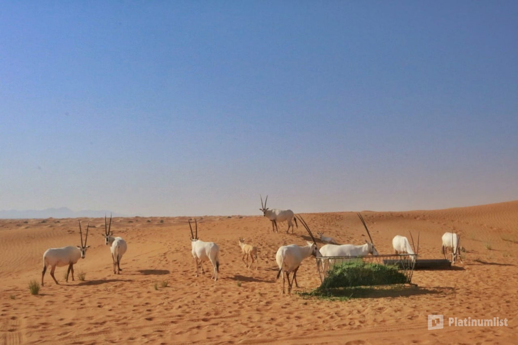 nk525v استديو الصور :دبي في تجربة شروق الشمس والحياة البرية في الصحراء